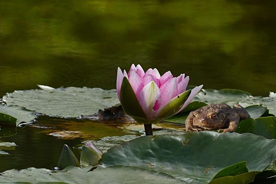Кувшинка-нимфея-водяная лилия, полезная статья по уходу, хранению, посадкеи применению. — Художник Дима Ломать