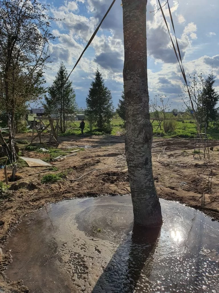 полив крупномеров после посадки