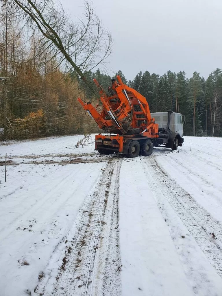 купить и посадить деревья крупномеры 