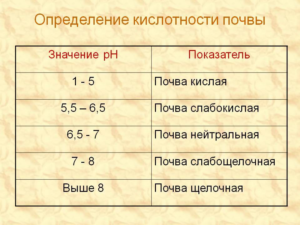 Посадка хвойных растений – сосновый бор своими руками