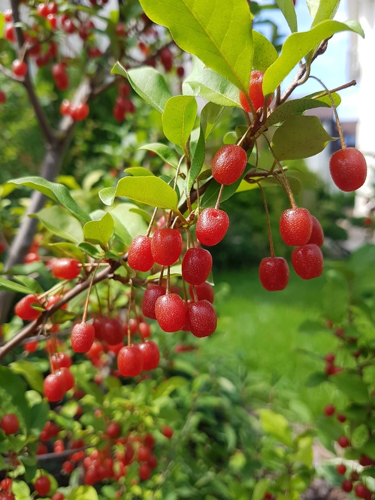 ягода гуми -лох многоцветковый, статья, описание