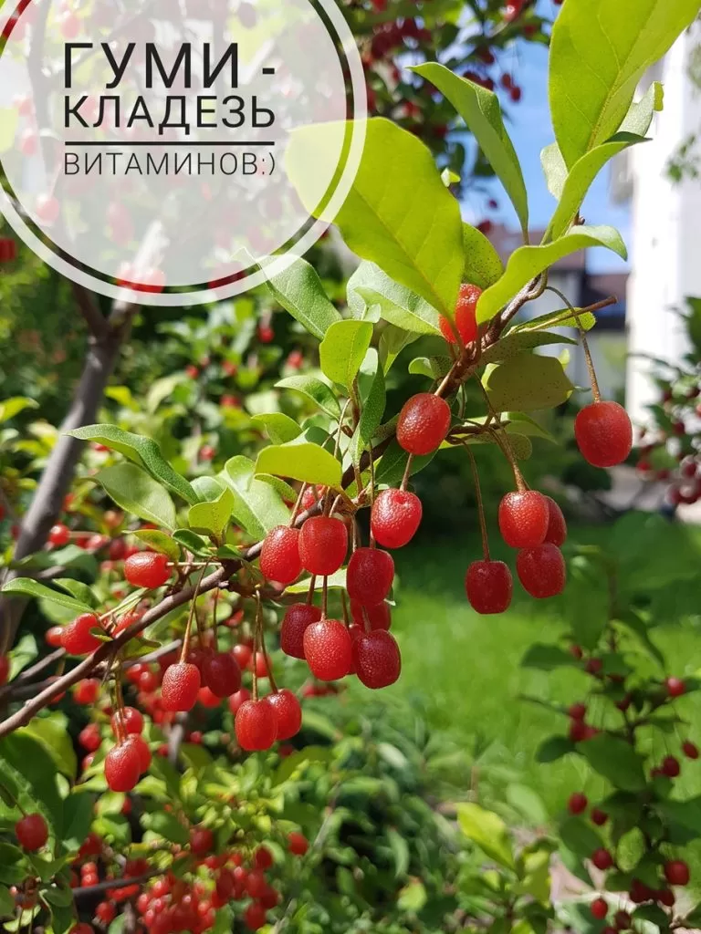 Гуми -кустарник, ягода